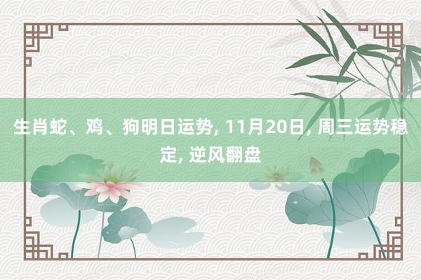 生肖蛇、鸡、狗明日运势, 11月20日, 周三运势稳定, 逆风翻盘